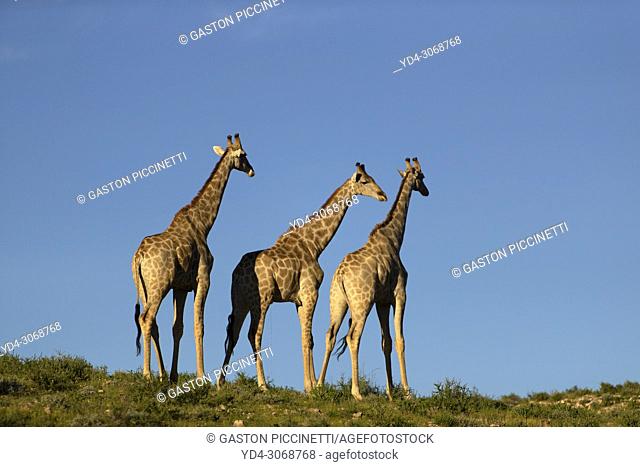 Giraffe (Giraffa giraffa giraffa), Kgalagadi Transfrontier Park, Kalahari desert, South Africa/Botswana