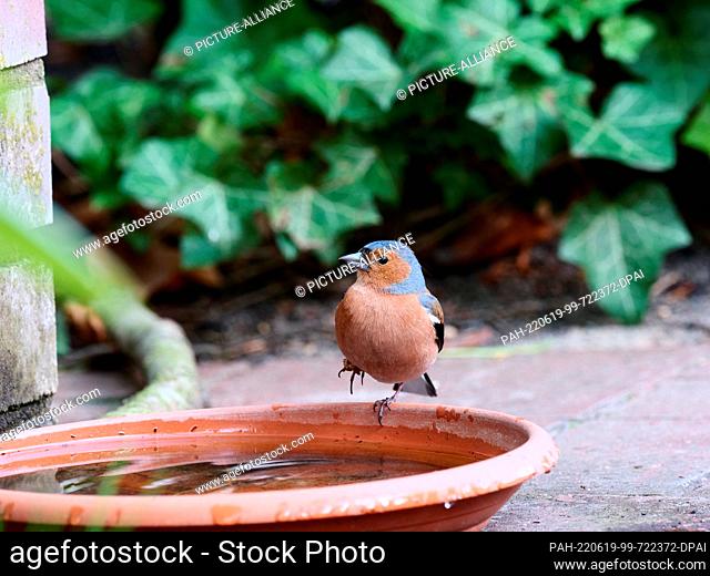 12 April 2022, Berlin: 12.04.2022, Berlin. A chaffinch (Fringilla coelebs) stands on the edge of a bird bath on a warm day during a drought