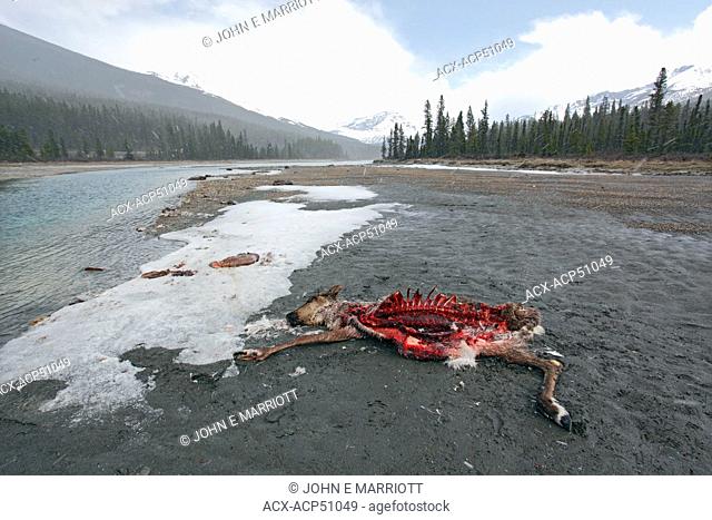 Wolf-killed caribou carcass in Jasper National Park