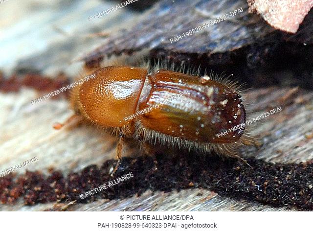 27 August 2019, Saxony, Augustusburg: A bark beetle crawls on a spruce trunk in the forest near Augustusburg. Since October 2017, 5