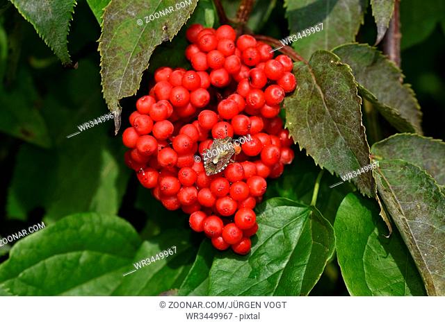 Beerenwanze, Dolycoris baccarum, auf roten Holunderbeeren, shield bug, hairy shieldbug, slow shieldbug
