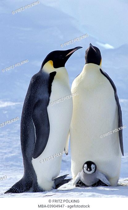 Emperor-penguins, Aptenodytes forsteri