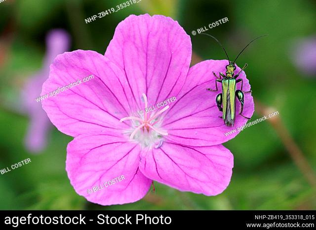 Thick-legged Flower Beetle - on Geranium flower Oedemera nobilis Essex, UK IN001118