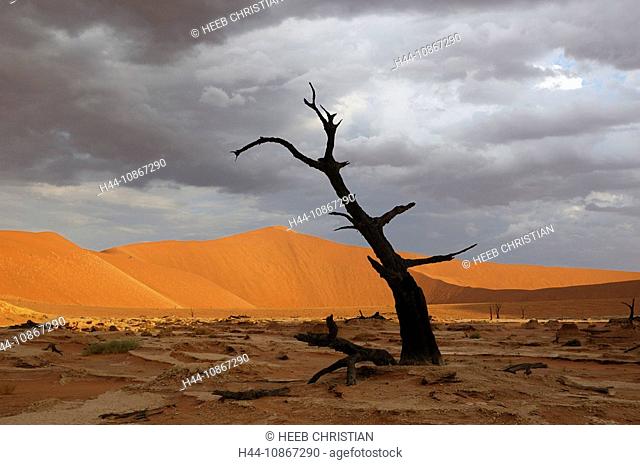 Dead Vlei, Sand Dunes, Sossusvlei area, Namib Naukluft, National Park, Hardap Region, Namibia, Africa, Travel, Nature