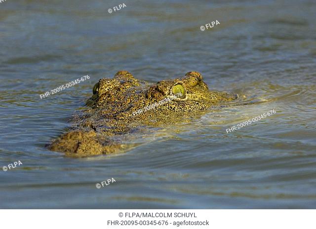 Nile Crocodile Crocodylus niloticus adult, close-up of head, at waters surface, Shire River, Malawi