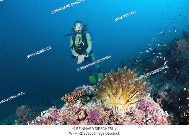 Scuba diver and Crinoid, Comanthina sp., Medhu Faru Reef, South Male Atoll, Maldives