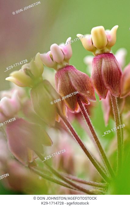 Common Milkweed Asclepias syriaca Flowers, Greater Sudbury Lively, Ontario, Canada