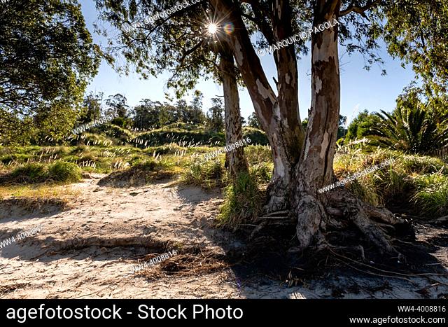 Trees and vegetation on the ravines near the beach in Kiyu, San Jose, Uruguay