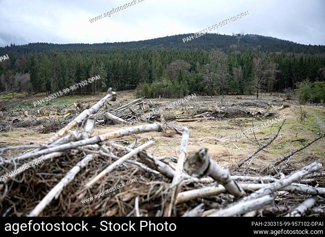 09 March 2023, Hesse, Schmitten: Tree stumps stand on the Dillenberg, which used to be covered with spruce trees. In the background