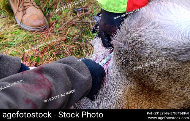 14 December 2023, Lower Saxony, Heimbuch: Hunters take a blood sample from a young deer to test for bluetongue disease. Photo: Philipp Schulze/dpa