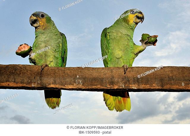 Two Turquoise-fronted Amazons or Blue-fronted Parrots (Amazona aestiva) feeding on a Guava (Psidium guajava), Mato Grosso, Brazil, South America