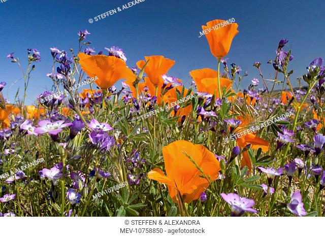 Californian Poppy and violet Davy Gilia (Gilia latiflora ssp. davyi) cover hills and valleys in Antelope Valley (Eschscholzia californica)