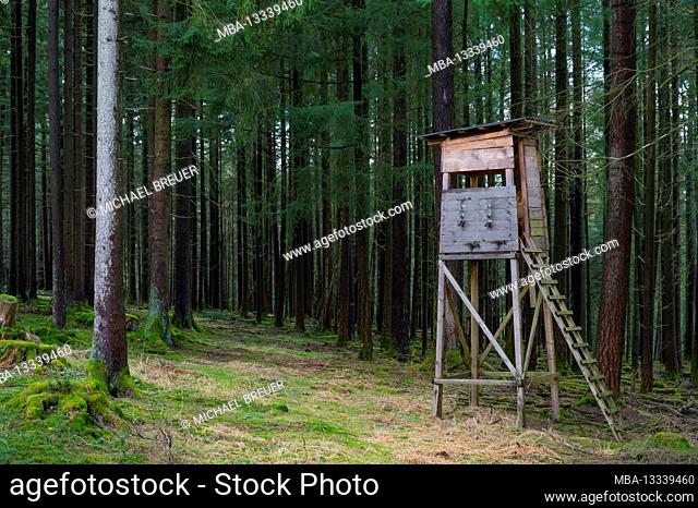 High seat in the spruce forest, Spessart, Hesse, Germany