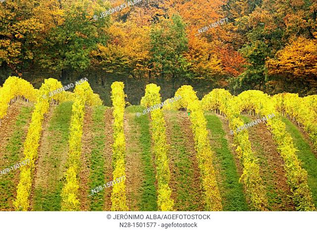 Domaine de Joy vineyards, Armagnac, Panjas, Midi-Pyrenees, France