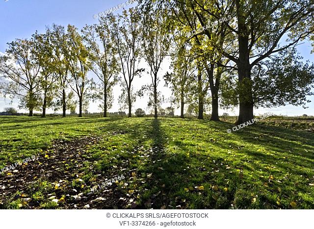 Trees in a field in Saint Yvon, Wallonia region, Belgium, Europe
