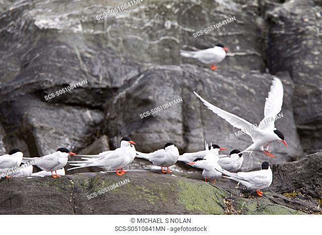 Adult South American Tern Sterna hirundinacea at breeding colony on offshore islets in the Beagle Channel, South America This is a species of tern in the...