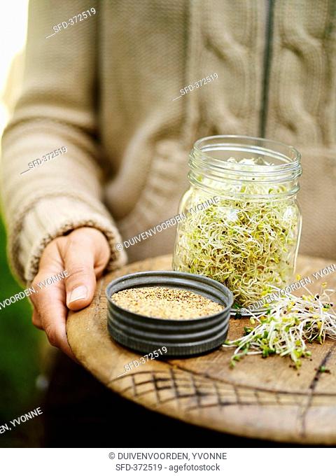 Alfalfa sprouts and red clover sprouts