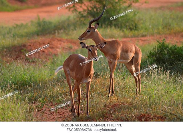 Two Impalas with defenses in the savannah of East Tsavo Park in Kenya