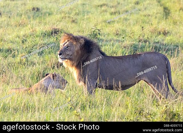 Africa, East Africa, Kenya, Masai Mara National Reserve, National Park, Lion and Lioness (Panthera leo) with youngs in savanna