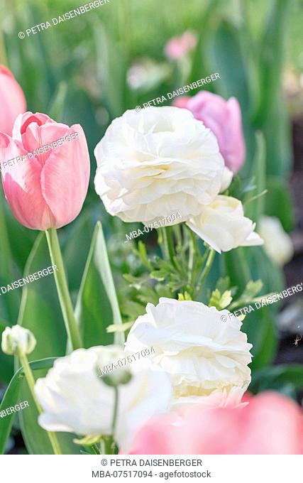 Tulips and ranunculus in a bed
