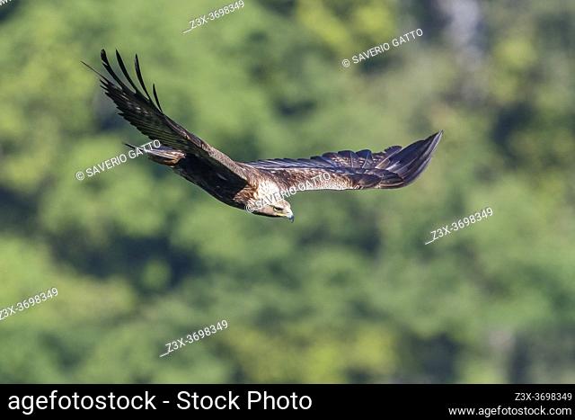 Golden Eagle (Aquila chrysaetos), side view of an immature male in flight, Campania, Italy