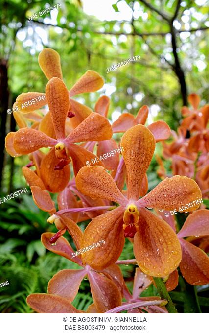 Orange Orchid hybrid, Orchidaceae, National Orchid Garden, Singapore Botanic Gardens (UNESCO World Heritage List, 2015)