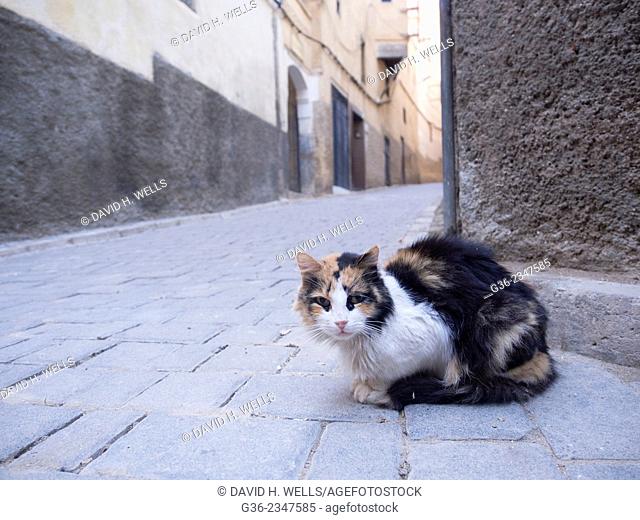 Stray cat on street in Fez, Morocco