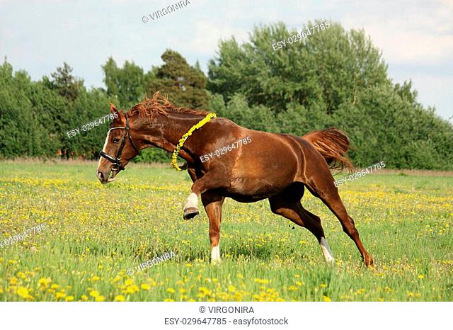Chestnut horse galloping at dandelion field with circlet