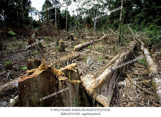 ECUADOR, AMAZON BASIN, NEAR COCA, RAIN FOREST, INDILLANA RIVER, CLEARCUT FOR FARMING