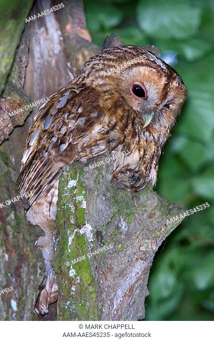 Tawny Owl (Strix aluco), Bialowieza, Poland