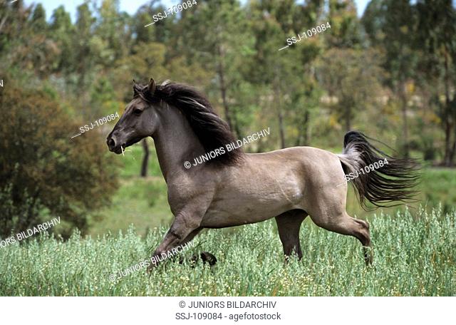 animal, horse, sorraia