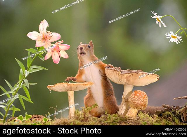 red squirrel behind mushrooms with daisy flowers and lilies