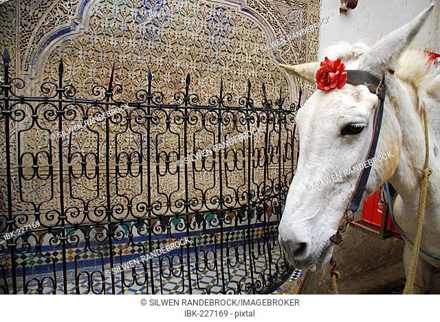White mule and tiled fountain in the old medina of Fez Morcco