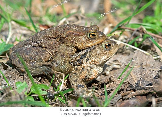Krötenwanderung, Erdkröten / Toad migration, common toad / Bufo bufo