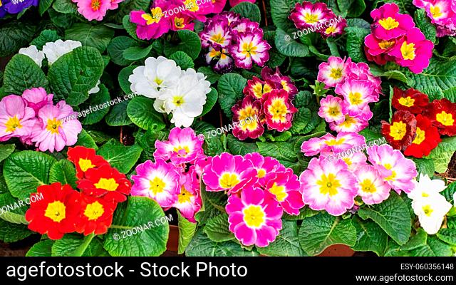 Primula primrose blossom bloom background backdrop design panoramic. Red pink maroon burgundy cultivated flower blooming
