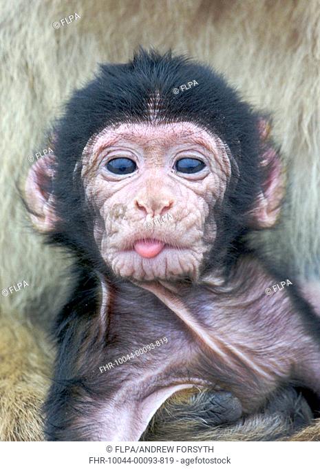 Barbary Macaque Macaca sylvanus newborn baby, sticking tongue out, Gibraltar