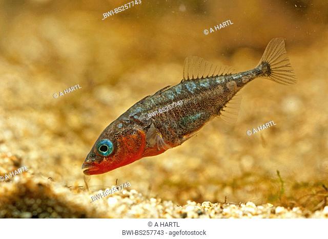 three-spined stickleback Gasterosteus aculeatus, male in mating colours, Germany