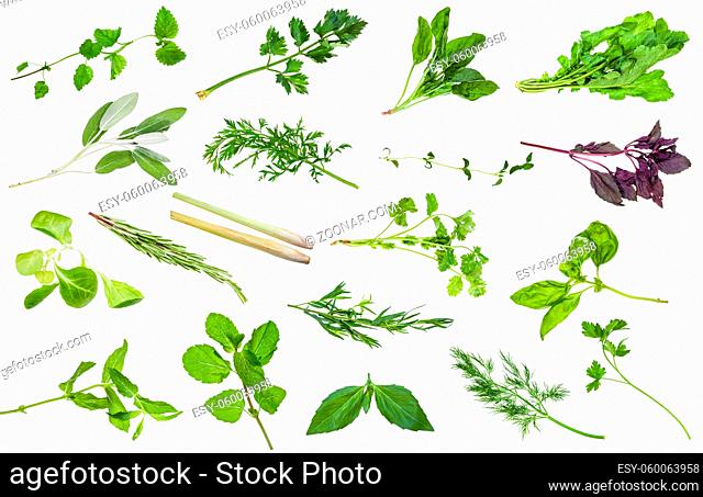 various fresh twigs of edible herbs isolated on white background