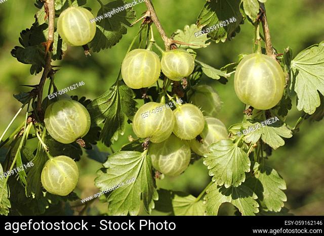 Gooseberries. Ribes grossularia