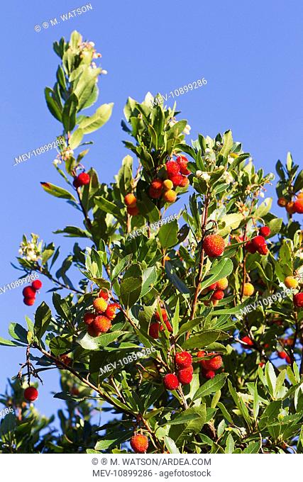 Strawberry Tree / Apple of Cain / Cane Apple (Arbutus unedo). Mandelieu - Alpes-Maritimes - France