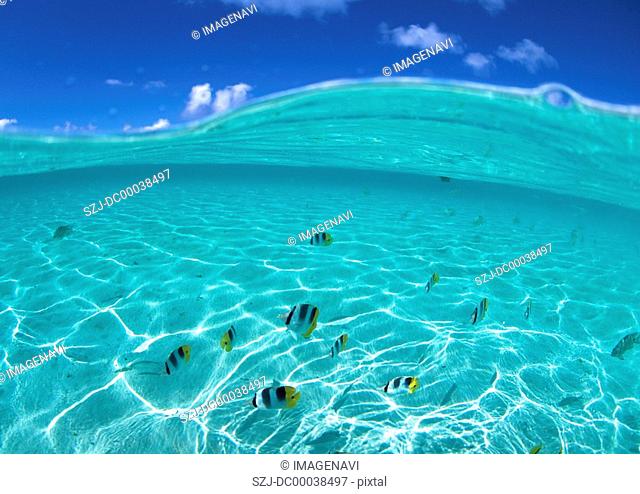 Fishes in the sea