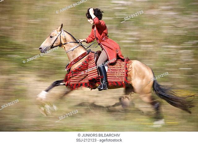 Akhal-Teke. Buckskin stallion galloping with rider in Russian costume. Germany