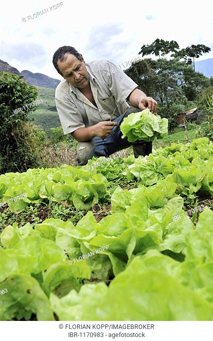 Farmer harvesting lettuce, organic farming, Petropolis, Rio de Janeiro, Brazil, South America