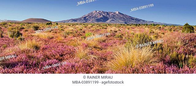Mount Ruapehu, blossoming heathers, Tongariro National Park, Manawatu-Manganui, north Island, New Zealand