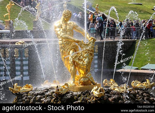RUSSIA, ST PETERSBURG - MAY 20, 2023: A view of the Samson Tearing apart the Lion's Jaws fountain in Lower Park during a spring festival of fountains held as...