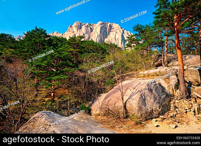 Ulsanbawi rock and pine trees in Seoraksan National Park, South Korea