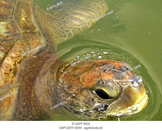 Turtle, tank, water, Protective Base, Sea Turtles, Comboios Biological Reserve Espírirto Santo, Brazil