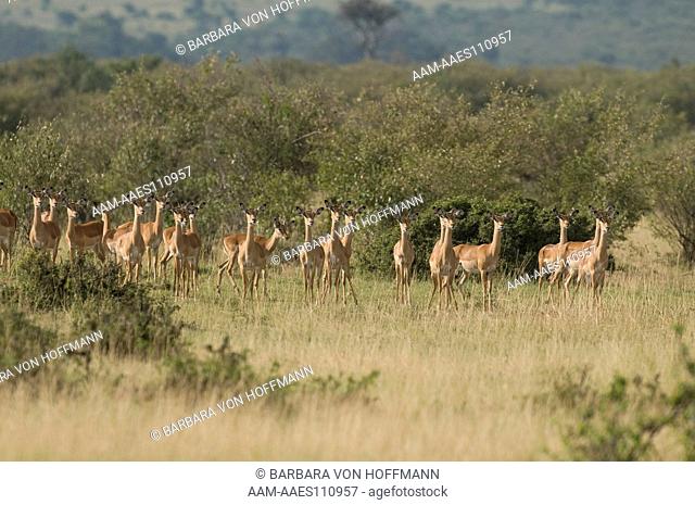 Impala (Aepyceros melampus) herd standing and alert, watching for predators, Masai Mara National Reserve, Kenya