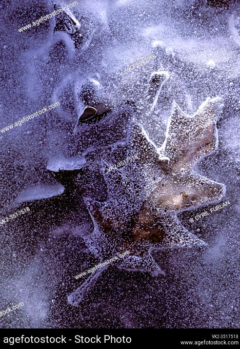 Oak leaf frozen in winter ice