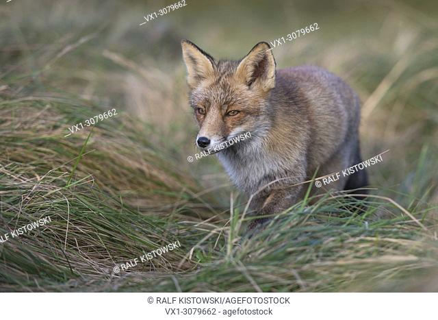 Red Fox ( Vulpes vulpes ) Walking through high gras, wildlife, Europe.